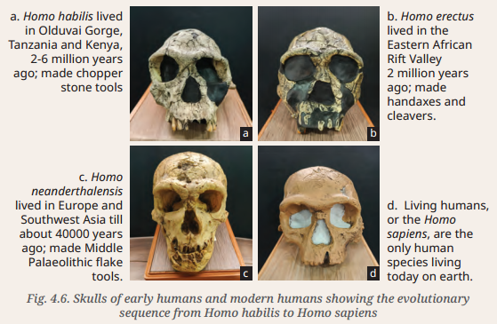 Early Humans and Beginning of Civilisation Class 9 Question Answer SST Chapter 4 1